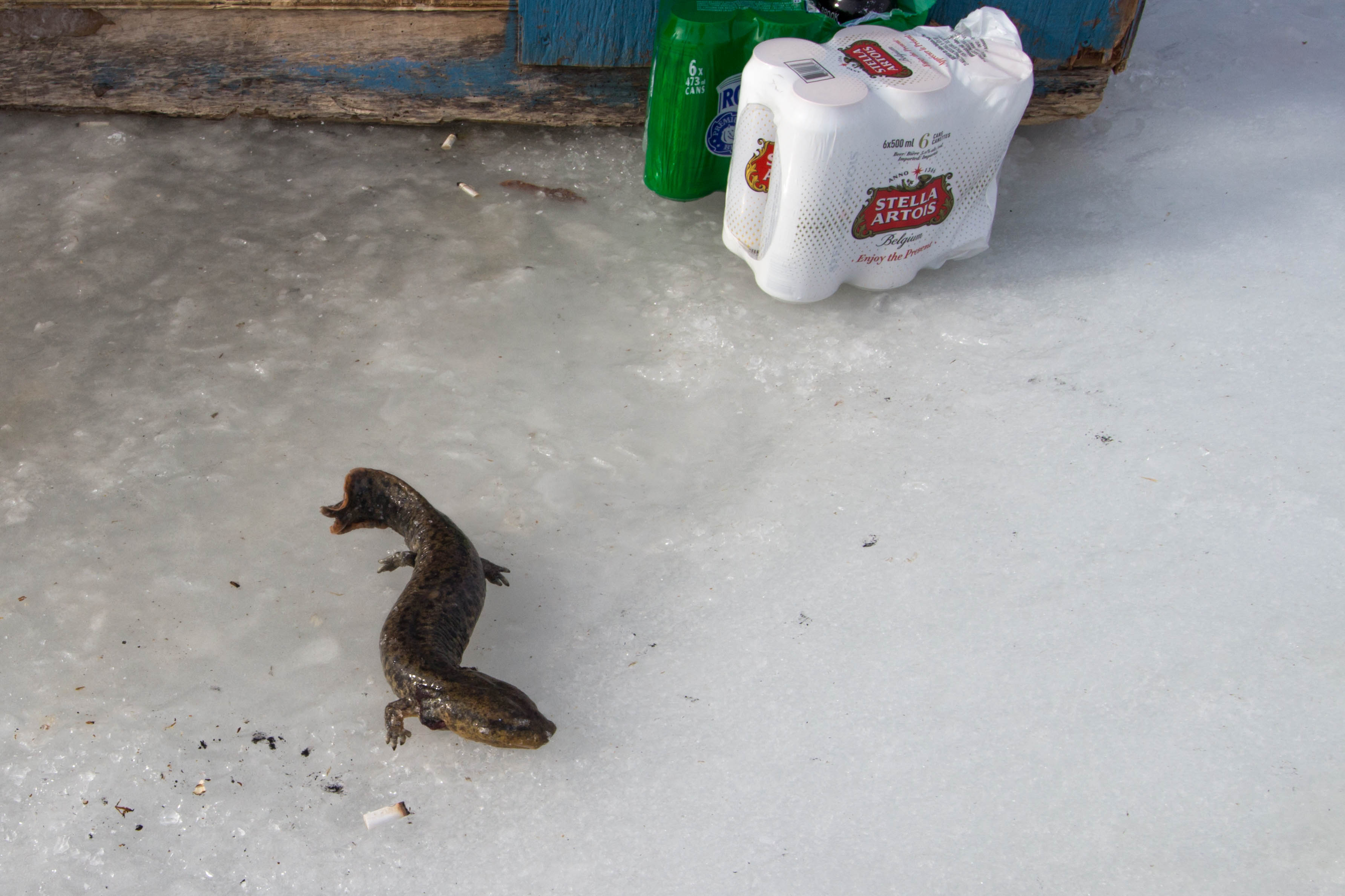 Ice Fishing 2019